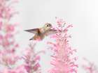 Female rufous hummingbird in flight, east mountain backyard, New Mexico Art Print